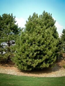 Сосна Чёрная (Pinus Nigra) купить по цене от 270.00р. в интернет-магазине «Посадика» с доставкой почтой в в Нюрбае и по всей России – [изображение №1].