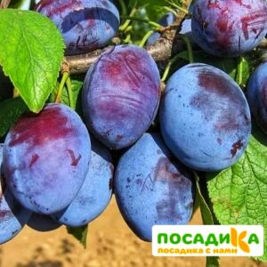 Слива Чачакская ранняя купить по цене от 229.00р. в интернет-магазине «Посадика» с доставкой почтой в в Нюрбае и по всей России – [изображение №1].