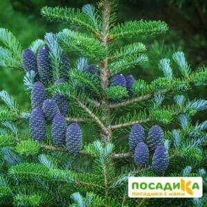 Пихта корейская (Abies koreana) купить по цене от 450.00р. в интернет-магазине «Посадика» с доставкой почтой в в Нюрбае и по всей России – [изображение №1].