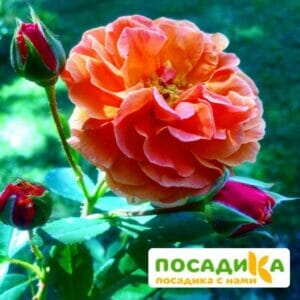 Роза Арабия купить по цене от 350.00р. в интернет-магазине «Посадика» с доставкой почтой в в Нюрбае и по всей России – [изображение №1].