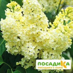 Сирень Примроуз (Primrose) купить по цене от 529.00р. в интернет-магазине «Посадика» с доставкой почтой в в Нюрбае и по всей России – [изображение №1].