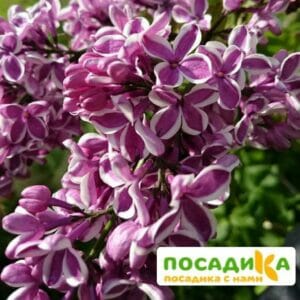 Сирень Сенсация купить по цене от 529.00р. в интернет-магазине «Посадика» с доставкой почтой в в Нюрбае и по всей России – [изображение №1].