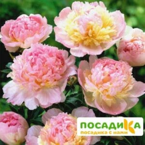 Пион Распберри Сандей (Paeonia Raspberry Sundae) купить по цене от 959р. в интернет-магазине «Посадика» с доставкой почтой в в Нюрбае и по всей России – [изображение №1].