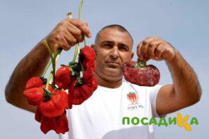 Клубника Гигант Джорнея купить по цене от 266р. в интернет-магазине «Посадика» с доставкой почтой в в Нюрбае и по всей России – [изображение №1].