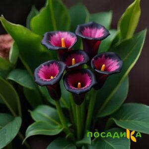 Калла Аура Лейс купить по цене от 400р. в интернет-магазине «Посадика» с доставкой почтой в в Нюрбае и по всей России – [изображение №1].