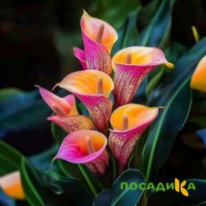 Калла Оникс купить по цене от 450р. в интернет-магазине «Посадика» с доставкой почтой в в Нюрбае и по всей России – [изображение №1].