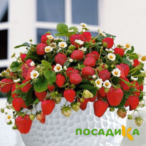 Клубника Рубиновый Шепот (горшечная) купить по цене от 240р. в интернет-магазине «Посадика» с доставкой почтой в в Нюрбае и по всей России – [изображение №1].