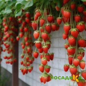 Клубника вьющаяся Комплимент купить по цене от 470р. в интернет-магазине «Посадика» с доставкой почтой в в Нюрбае и по всей России – [изображение №1].