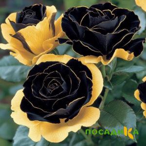Роза Ханни Сикл купить по цене от 700р. в интернет-магазине «Посадика» с доставкой почтой в в Нюрбае и по всей России – [изображение №1].