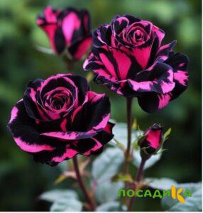Роза Багровый Шепот купить по цене от 366р. в интернет-магазине «Посадика» с доставкой почтой в в Нюрбае и по всей России – [изображение №1].