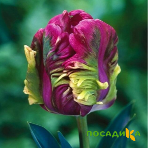Тюльпан Экзотик Хэвен купить по цене от 186р. в интернет-магазине «Посадика» с доставкой почтой в в Нюрбае и по всей России – [изображение №1].