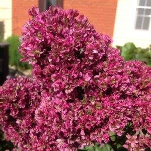 Флокс Филингс купить по цене от 329р. в интернет-магазине «Посадика» с доставкой почтой в в Нюрбае и по всей России – [изображение №1].