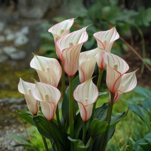 Калла Глейшер купить по цене от 299р. в интернет-магазине «Посадика» с доставкой почтой в в Нюрбае и по всей России – [изображение №1].