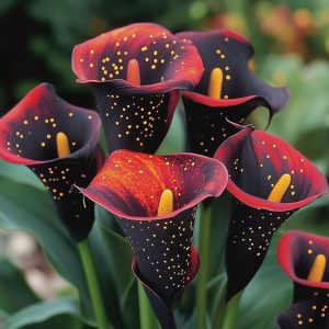 Калла Нуар купить по цене от 299р. в интернет-магазине «Посадика» с доставкой почтой в в Нюрбае и по всей России – [изображение №1].