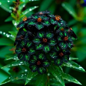 Флокс Ривьера купить по цене от 299р. в интернет-магазине «Посадика» с доставкой почтой в в Нюрбае и по всей России – [изображение №1].