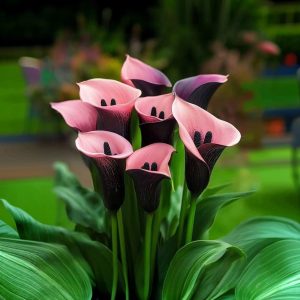 Калла Энигма купить по цене от 291р. в интернет-магазине «Посадика» с доставкой почтой в в Нюрбае и по всей России – [изображение №1].