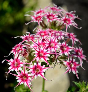 Флокс Метельчатый Путь купить по цене от 456р. в интернет-магазине «Посадика» с доставкой почтой в в Нюрбае и по всей России – [изображение №1].