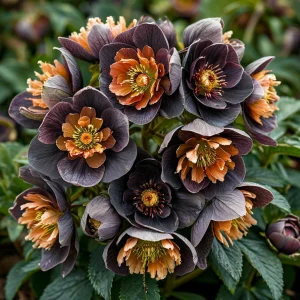 Морозник Блум Айс купить по цене от 499р. в интернет-магазине «Посадика» с доставкой почтой в в Нюрбае и по всей России – [изображение №1].