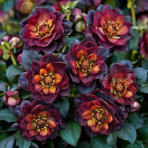 Морозник Сноу Дроп купить по цене от 348р. в интернет-магазине «Посадика» с доставкой почтой в в Нюрбае и по всей России – [изображение №1].