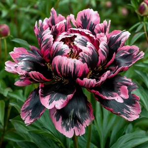 Пион Дроп Руби купить по цене от 469р. в интернет-магазине «Посадика» с доставкой почтой в в Нюрбае и по всей России – [изображение №1].