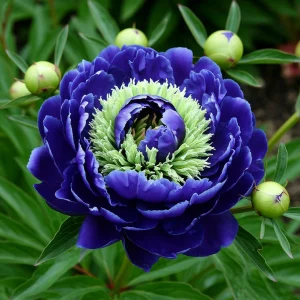 Пион Дримвивер купить по цене от 417р. в интернет-магазине «Посадика» с доставкой почтой в в Нюрбае и по всей России – [изображение №1].