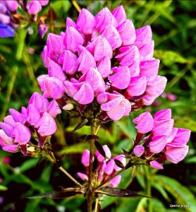 Флокс Бутоник купить по цене от 461р. в интернет-магазине «Посадика» с доставкой почтой в в Нюрбае и по всей России – [изображение №1].