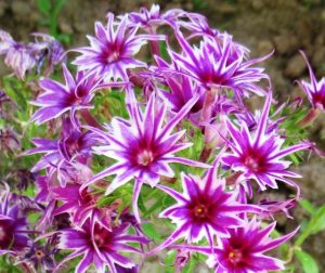 Флокс Звездное Кружево купить по цене от 361р. в интернет-магазине «Посадика» с доставкой почтой в в Нюрбае и по всей России – [изображение №1].