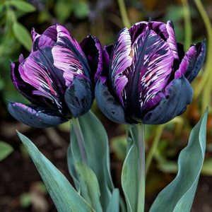 Тюльпан Блэк Каньон купить по цене от 305р. в интернет-магазине «Посадика» с доставкой почтой в в Нюрбае и по всей России – [изображение №1].