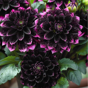 Георгин Лаванда Лейс купить по цене от 679р. в интернет-магазине «Посадика» с доставкой почтой в в Нюрбае и по всей России – [изображение №1].