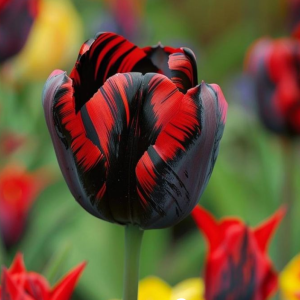 Тюльпан Блэк Перрот купить по цене от 351р. в интернет-магазине «Посадика» с доставкой почтой в в Нюрбае и по всей России – [изображение №1].