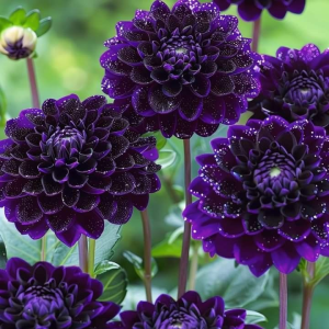 Георгин Анно Домини купить по цене от 255р. в интернет-магазине «Посадика» с доставкой почтой в в Нюрбае и по всей России – [изображение №1].