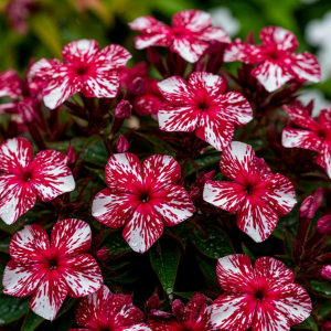 Флокс Ливер Гриммер купить по цене от 590р. в интернет-магазине «Посадика» с доставкой почтой в в Нюрбае и по всей России – [изображение №1].