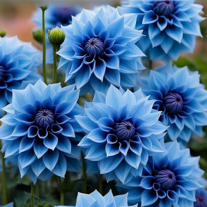 Георгин Вижапе купить по цене от 699р. в интернет-магазине «Посадика» с доставкой почтой в в Нюрбае и по всей России – [изображение №1].