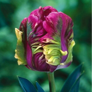 Тюльпан Экзотик Хэвен купить по цене от 186р. в интернет-магазине «Посадика» с доставкой почтой в в Нюрбае и по всей России – [изображение №1].