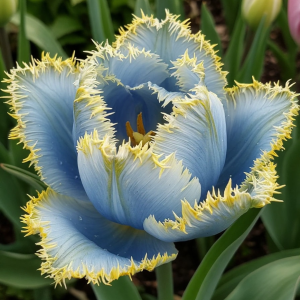 Тюльпан Махровый Амплуа купить по цене от 199р. в интернет-магазине «Посадика» с доставкой почтой в в Нюрбае и по всей России – [изображение №1].