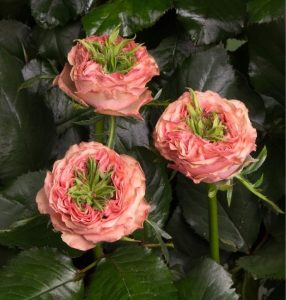 Роза Амбер Инчант купить по цене от 495р. в интернет-магазине «Посадика» с доставкой почтой в в Нюрбае и по всей России – [изображение №1].