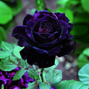 Роза Блэк Пантер купить по цене от 319р. в интернет-магазине «Посадика» с доставкой почтой в в Нюрбае и по всей России – [изображение №1].