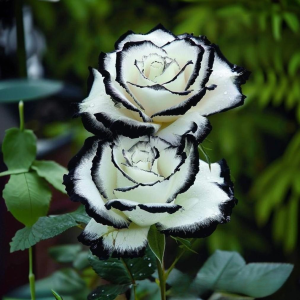 Роза Силк Ивин купить по цене от 319р. в интернет-магазине «Посадика» с доставкой почтой в в Нюрбае и по всей России – [изображение №1].