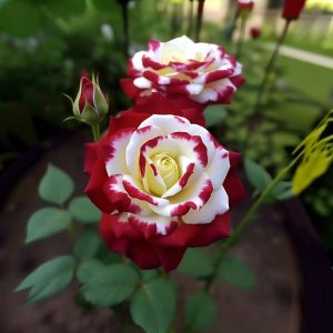 Роза Роял Глом купить по цене от 401р. в интернет-магазине «Посадика» с доставкой почтой в в Нюрбае и по всей России – [изображение №1].