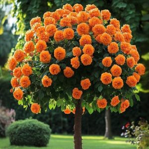 Роза Солнечный Шарм купить по цене от 349р. в интернет-магазине «Посадика» с доставкой почтой в в Нюрбае и по всей России – [изображение №1].