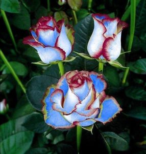 Роза Сафайер Пэтл купить по цене от 450р. в интернет-магазине «Посадика» с доставкой почтой в в Нюрбае и по всей России – [изображение №1].